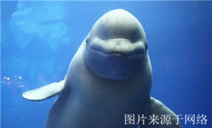 http://2fwaww.4000500521.com//upimg/seot/t20171019183527315.jpg